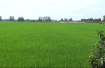 Bắc Ninh: "Đất lúa non" không sổ đỏ đắt không ngờ, giá đất nông nghiệp ở mức cao