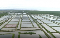 Hải Phòng thu hồi gần 400ha đất bãi bồi ven biển bị 'bỏ quên' cả thập niên