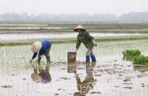 Hưng Yên chuyển đổi 65,6ha đất trồng lúa sang đất phi nông nghiệp