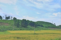 Chấp thuận chuyển đổi đất lúa sang đất phi nông nghiệp tại Ninh Bình và Hậu Giang