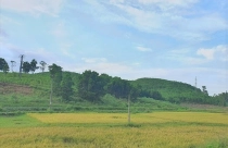 Chấp thuận chuyển đổi đất lúa sang đất phi nông nghiệp tại Ninh Bình và Hậu Giang