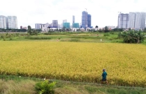 Từ ngày 1/8, TP.HCM được tự quyết chuyển đổi đất lúa dưới 500 ha