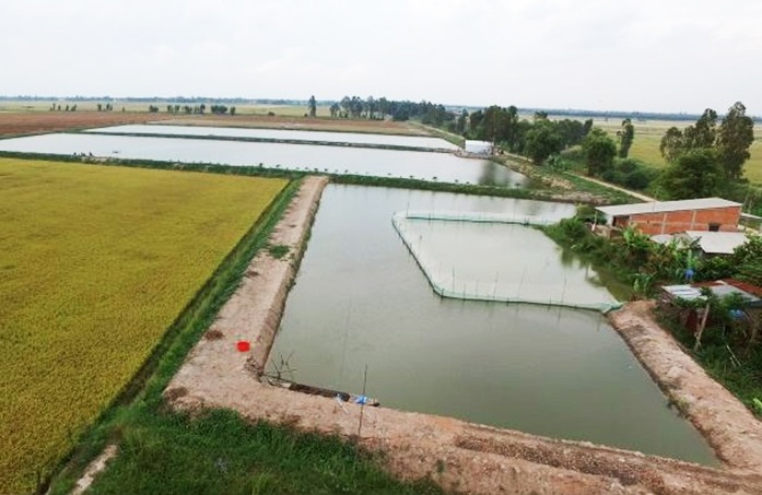 Lệ phí khi chuyển mục đích sử dụng đất từ trồng lúa sang nuôi cá?