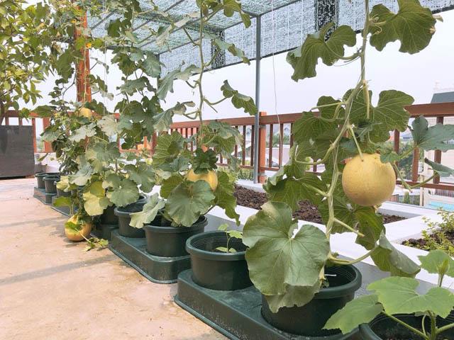 Ý tưởng trồng vườn cây ăn quả trên sân thượng