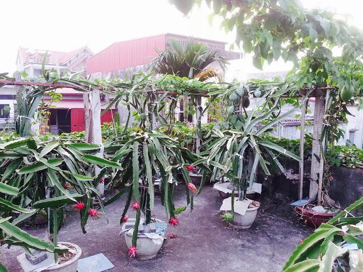 Ý tưởng trồng vườn cây ăn quả trên sân thượng