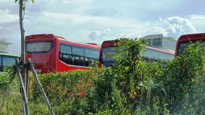 Cây cỏ, dây leo ùm tùm "vây" khu đất vàng Hà Huy Tập.