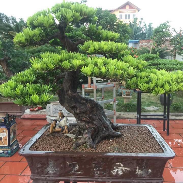 Chậu cây bonsai tùng la hán tạo thế độc đáo.
