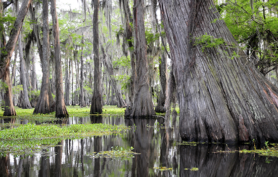 Thương vụ thứ 2: Mua Louisiana
