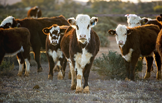 Thương vụ thứ 3.  Chuyến phiêu lưu của Sidney Kidman