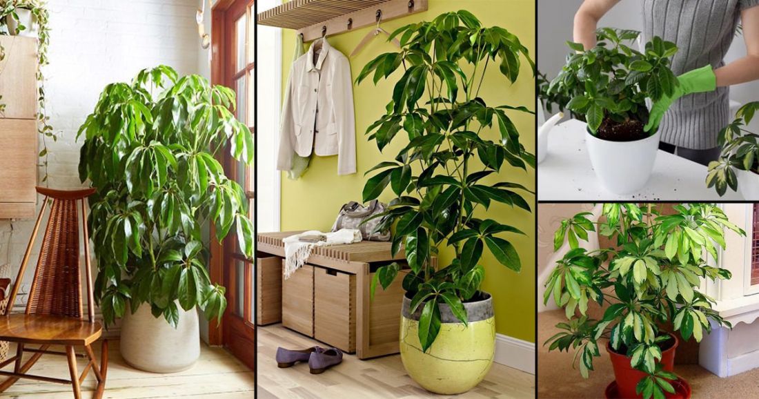 Everything about Growing Schefflera Plant Indoors2