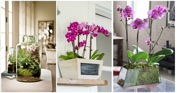 Ý nghĩa phong thủy cây lan hồ điệp Cây lan hồ điệp có đến hơn 25.000 loài và hơn 100.000 giống hoa khác nhau