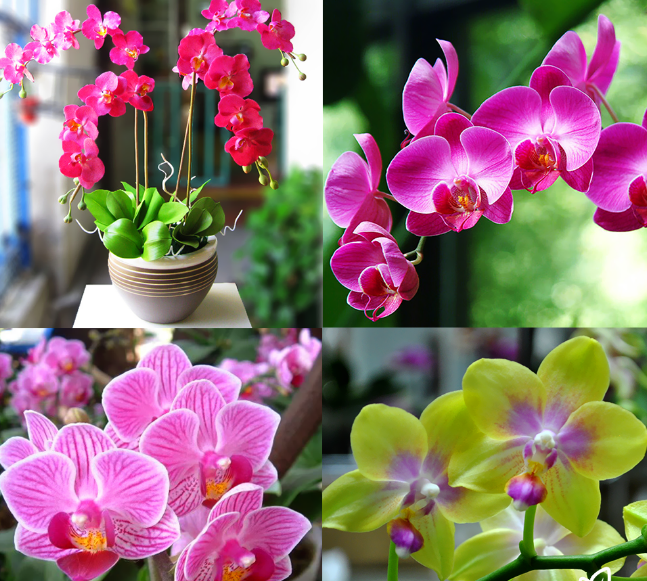 Ý nghĩa phong thủy cây lan hồ điệp Màu sắc cây lan hồ điệp