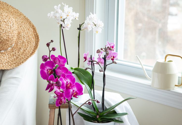 Ý nghĩa phong thủy cây lan hồ điệp Cây được làm quà tặng như một minh chứng cho tình yêu mãnh liệt
