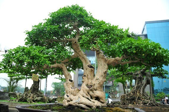 Cây nguyệt quế bonsai lá lớn được trồng trong chậu nhỏ trang trí sân vườn, nhà ở.