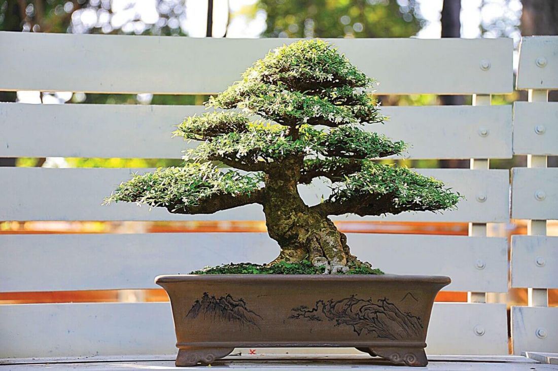 Cây nguyệt quế bonsai lá nhỏ của đại gia Thái Nguyên.