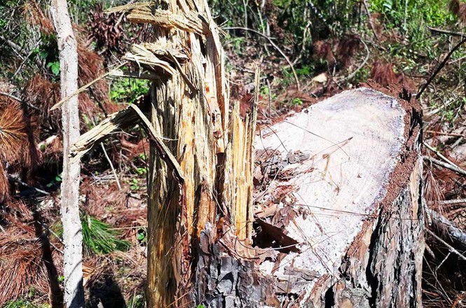 Nhiều dự án để mất rừng, chây ỳ bồi thường hàng trăm tỷ đồng - ảnh 2