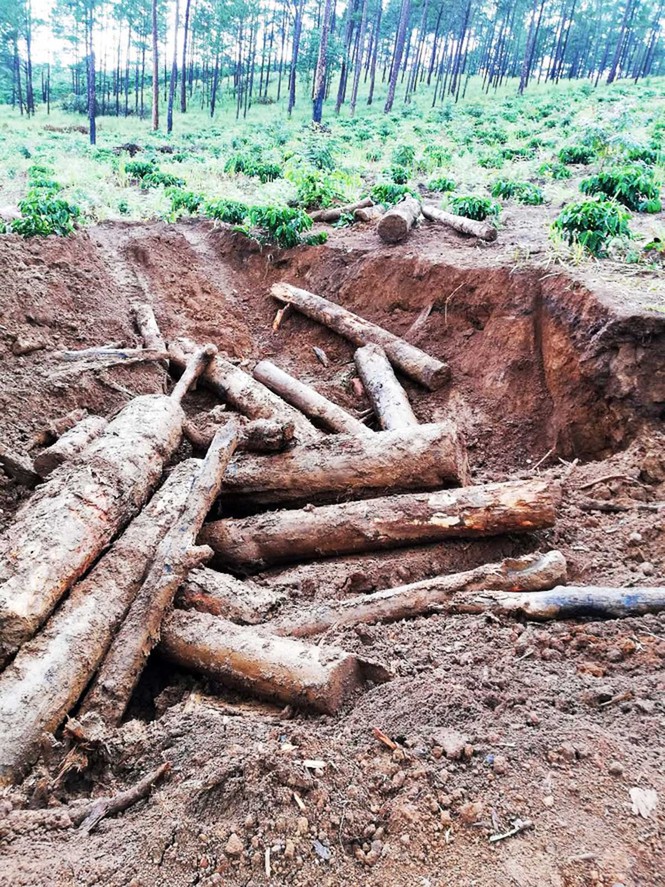 Nhiều dự án để mất rừng, chây ỳ bồi thường hàng trăm tỷ đồng - ảnh 3