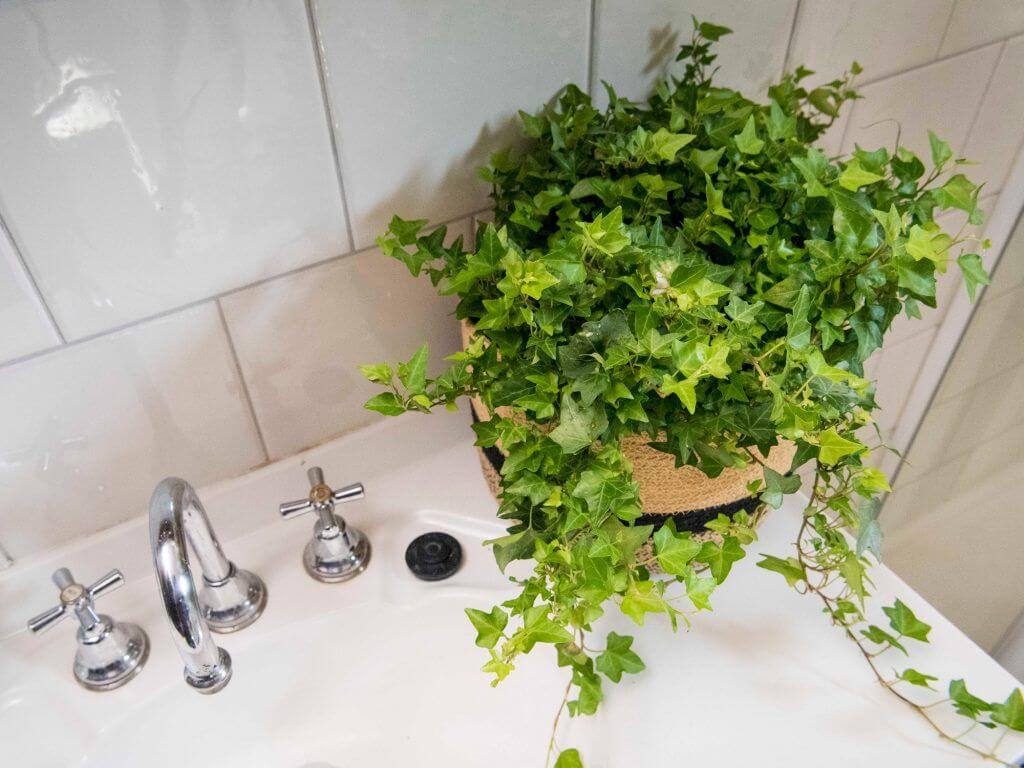 8 loại cây xanh nên đặt trong phòng tắm
