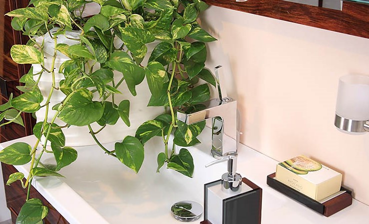 5 loại trang trí cây xanh trong nhà vệ sinh thoải mái và tươi mát nhất