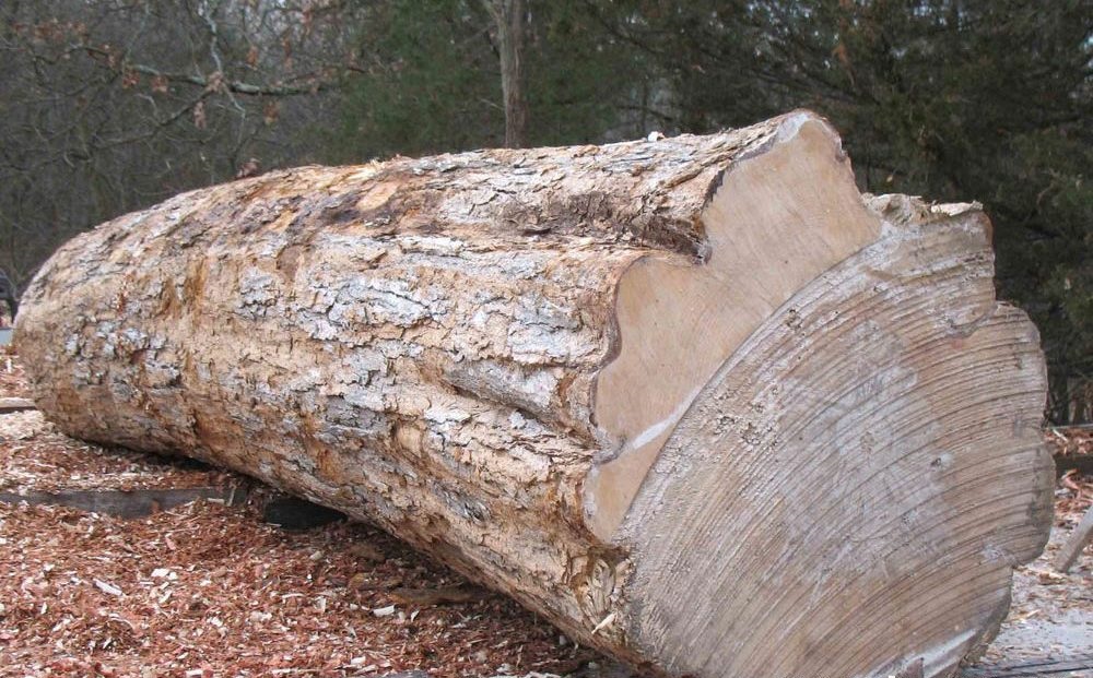 Gỗ Maple