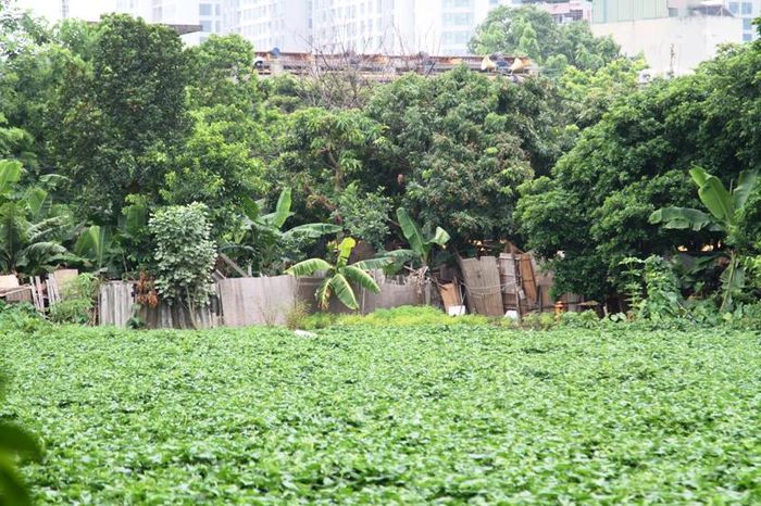 Hà Nội: Cần sớm đẩy nhanh tiến độ cải tạo hồ Rẻ Quạt