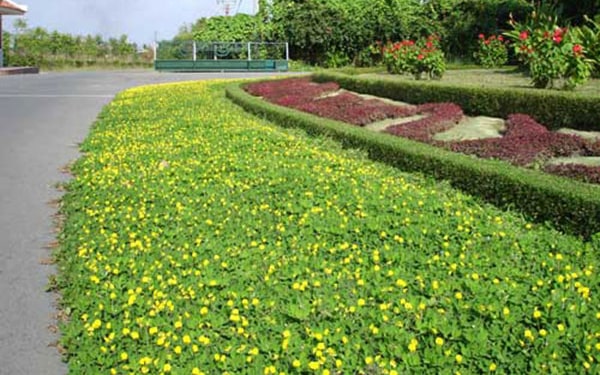 6 loại cỏ trồng sân vườn thông dụng hiện nay - CafeLand.Vn