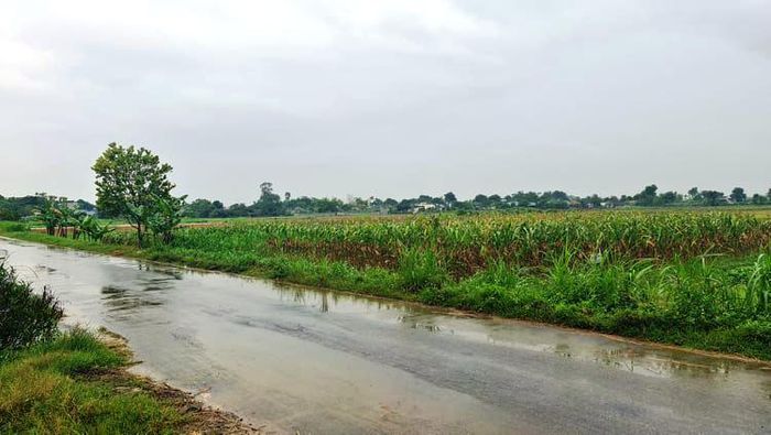 Đấu cao gấp 5 lần giá khởi điểm, 'cò' ở Thanh Hóa bỏ cọc 46 lô đất Đấu cao gấp 5 lần giá khởi điểm, 'cò' ở Thanh Hóa bỏ cọc 46 lô đất