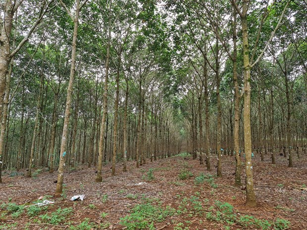 Đắk Nông: Điều chỉnh quy hoạch rừng, tháo gỡ khó khăn cho người dân