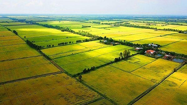 Cho phép chuyển đổi gần 200ha đất trồng lúa sang đất phi nông nghiệp