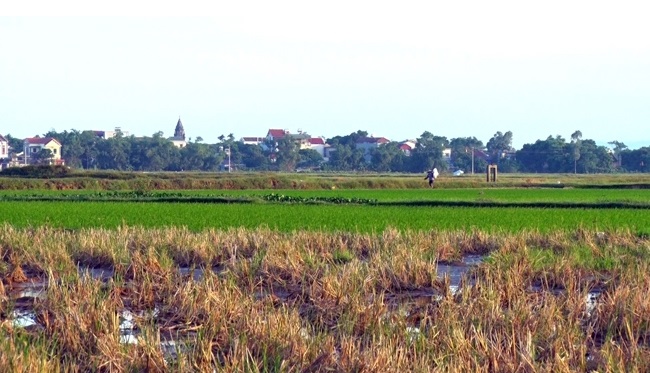 Bất động sản 24h: Rủi ro khi mua đất lúa đón đầu quy hoạch