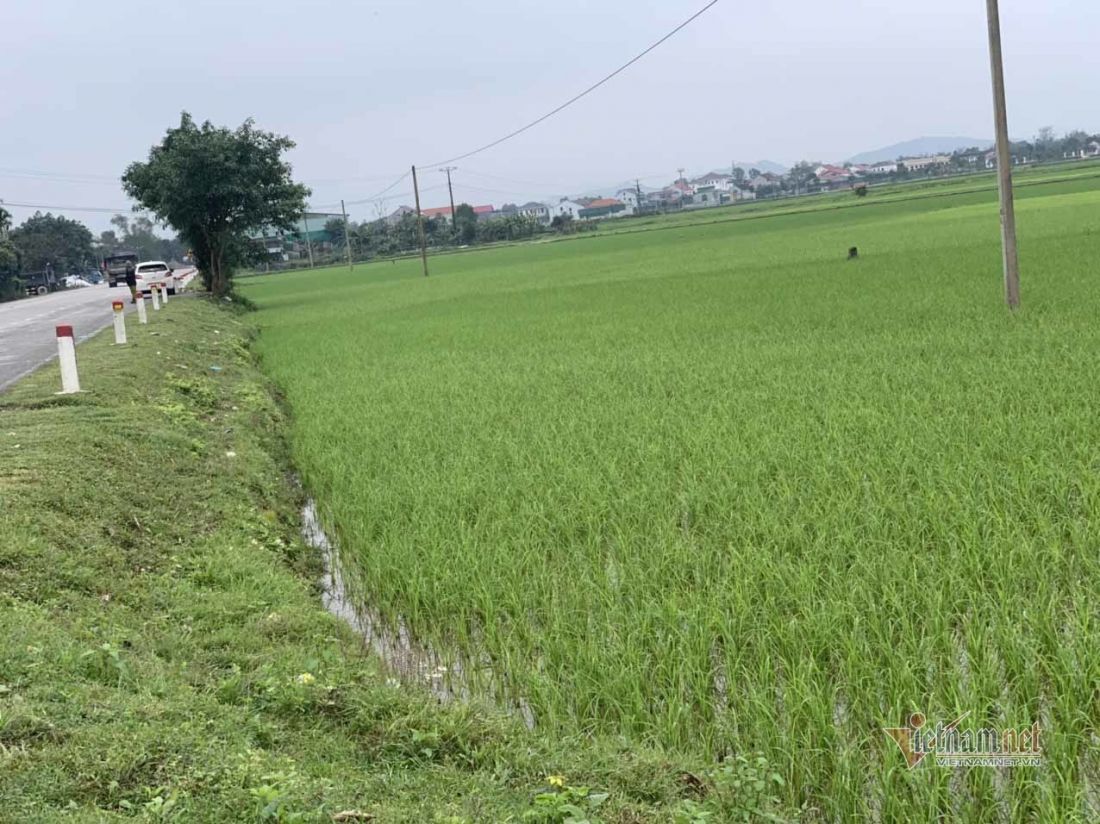 Thu hồi ruộng lúa trả dân 173.000/m2, đưa ra đấu giá gấp 120 lần