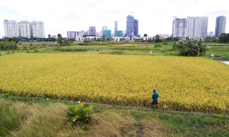 Năm 2022 sẽ kiểm tra việc chuyển mục đích sử dụng đất tại TP. Hồ Chí Minh