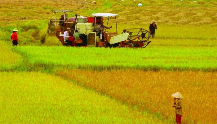 Đất trồng lúa và những quy định cần biết