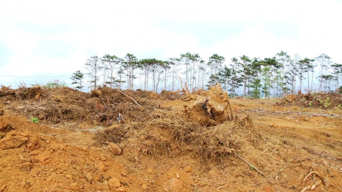 Kon Tum: Mở đường, lập dự án phân lô đấu giá trên đất rừng