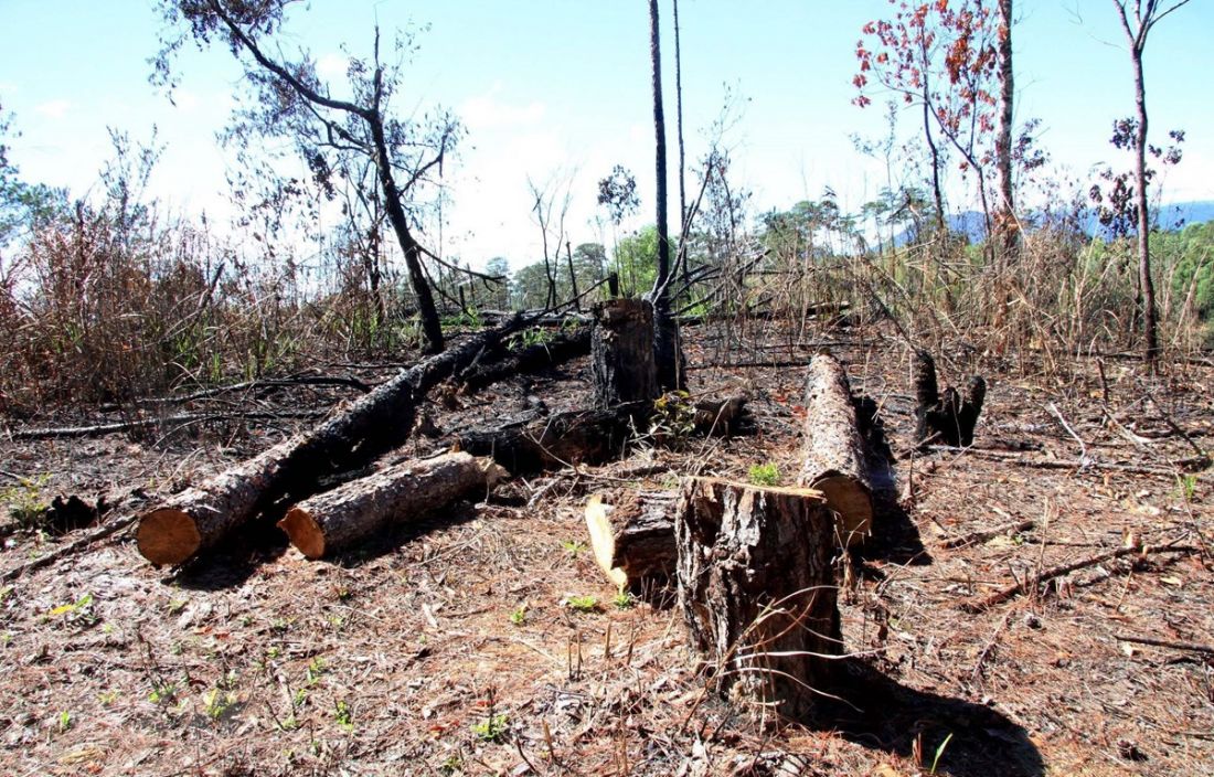 Vụ 'phá rừng rồi chiếm đất và rao bán tại Lâm Đồng' nghiêm trọng ra sao?