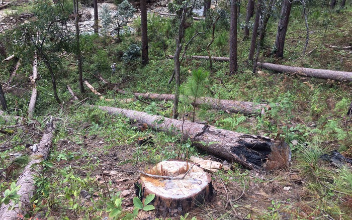 Vụ 'phá rừng để chiếm đất rồi rao bán tại Lâm Đồng': Phó Thủ tướng giao Bộ Công an điều tra, xử lý nghiêm