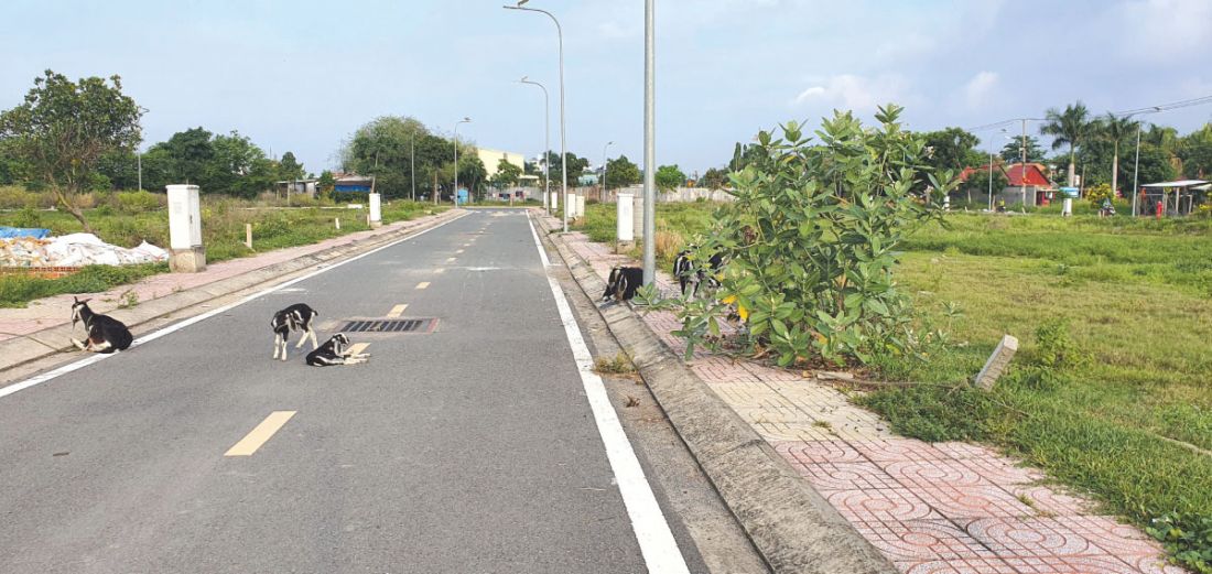 Từ phân lô bán nền, đấu giá đất, bỏ cọc đi tìm hướng sửa Luật Đất đai