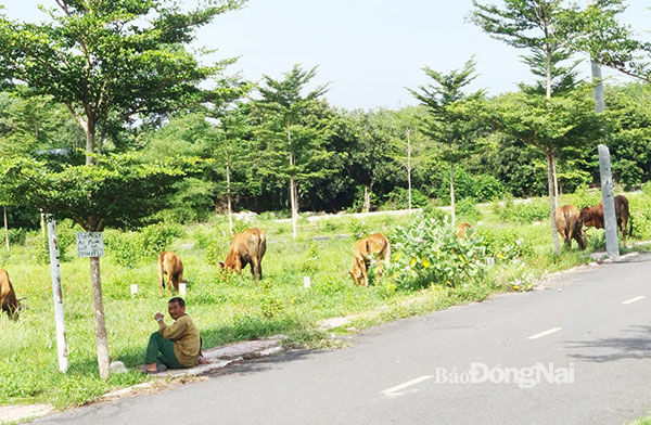 Rủ nhau đi làm 'cò' đất Rủ nhau đi làm 'cò' đất