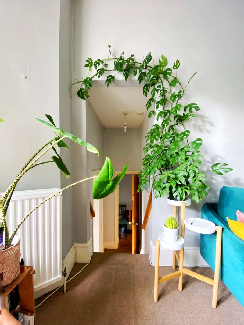 8 cách đầy sáng tạo cho việc trưng bày cây xanh trong nhà