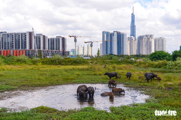 Hiệp hội Bất động sản TP.HCM chỉ ra 5 tồn tại của thị trường bất động sản Hiệp hội Bất động sản TP.HCM chỉ ra 5 tồn tại của thị trường bất động sản