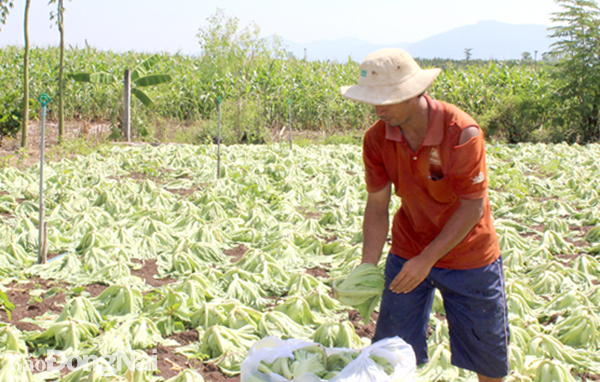 Hệ lụy từ mua đất đồng sở hữu Hệ lụy từ mua đất đồng sở hữu