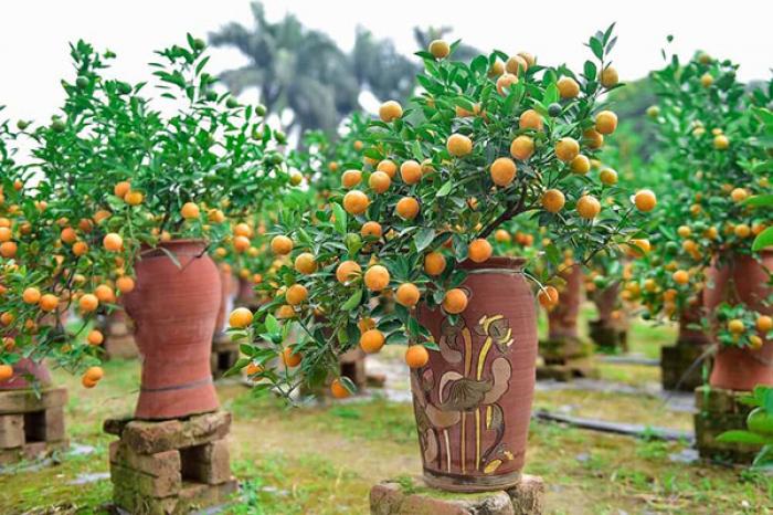 cây quất phong thủy