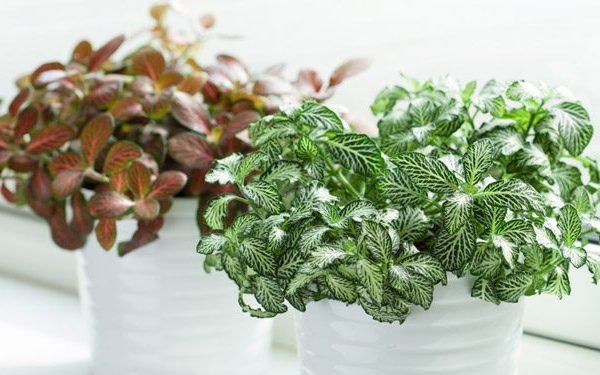 Ý nghĩa cây cẩm nhung trong phong thủy