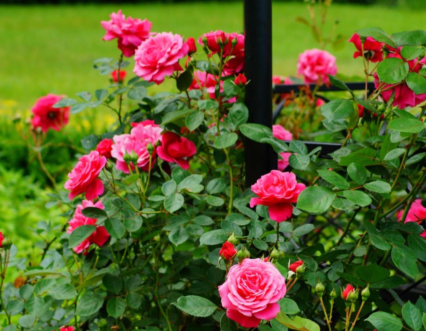 7 loại hoa trồng sân vườn phổ biến được ưa chuộng