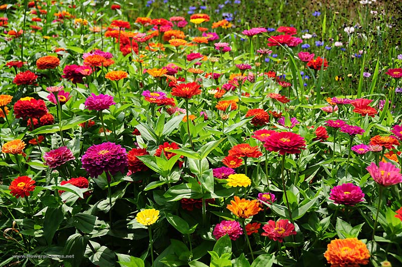 7 loại hoa trồng sân vườn phổ biến được ưa chuộng