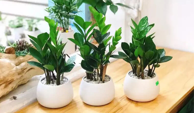 Tuổi Tý hợp cây gì? Cách chọn cây phong thủy theo từng năm sinh Tuổi Tý hợp cây gì? Cách chọn cây phong thủy theo từng năm sinh