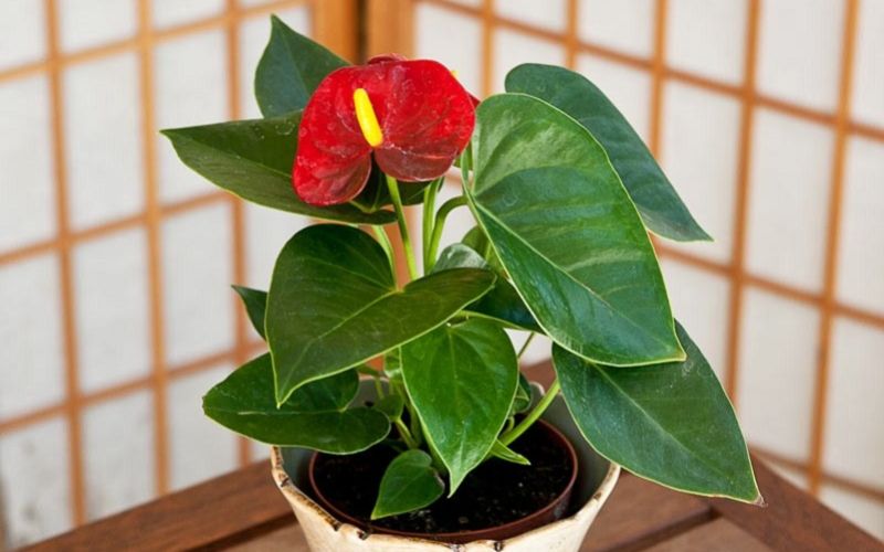 9. Cây hoa hồng môn