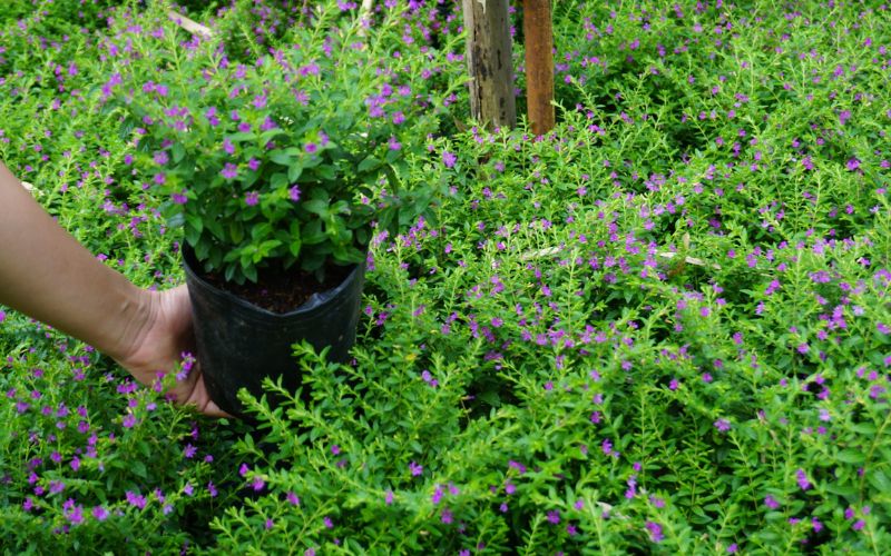 10. Cây hoa cẩm tú mai