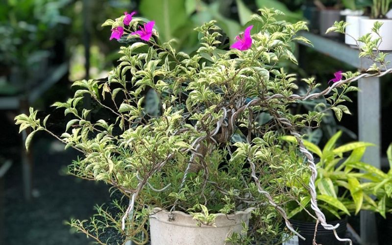 2. Cây cẩm thạch tím