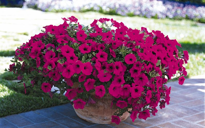 4. Cây hoa dạ yến thảo